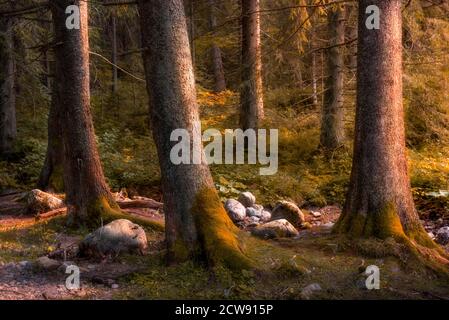 Big Old Trees Illuminated by Setting Sun in Autumn Forest Scenery Stock Photo