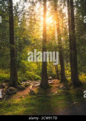 Beautiful Forest Scenery With Sun Shining Through the Trees Stock Photo
