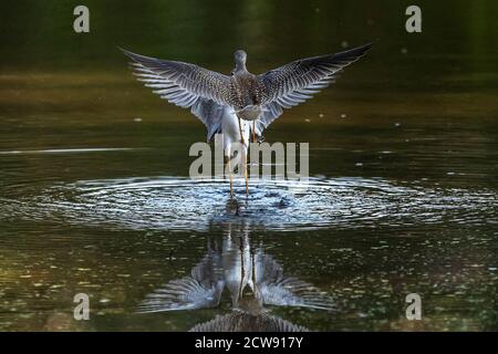 Lesser yellowlegs altercation during fall migration Stock Photo - Alamy