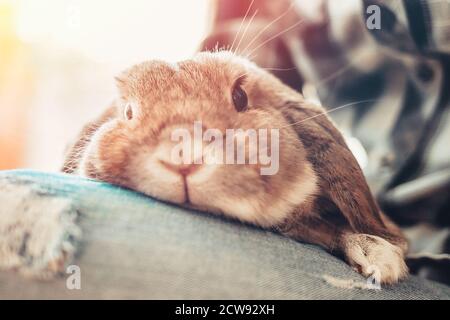 A plump gray lop-eared rabbit sits on a person's lap. Close-up portrait of a rabbit. Concept of caring for Pets. Stock Photo