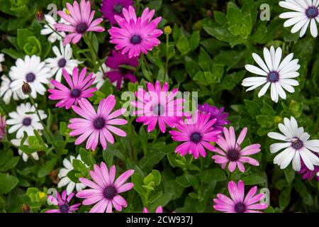 Brightly colored African daisy flowers Stock Photo