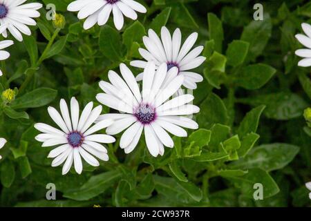 Brightly colored African daisy flowers Stock Photo