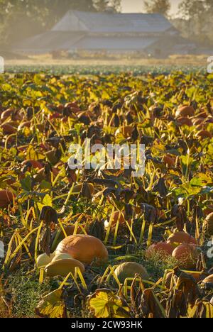 Morning Mist Pumpkin Patch. Pumpkins growing on the farm ready for harvest. Stock Photo