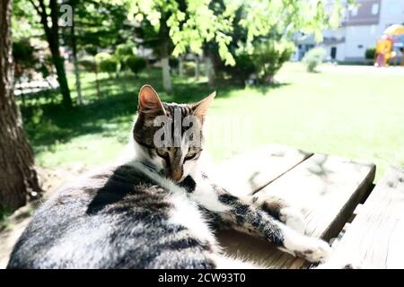 Cat laying on wooden table in a sunny day Stock Photo