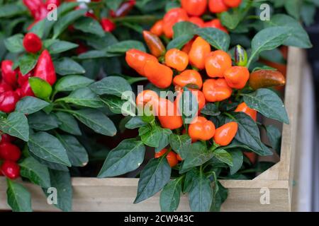Capsicum annuum in a flower pot close-up. Capsicum orange red fruit. Autumn harvest garden vegetable Stock Photo