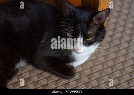 Sick black and white cat in the living room Stock Photo