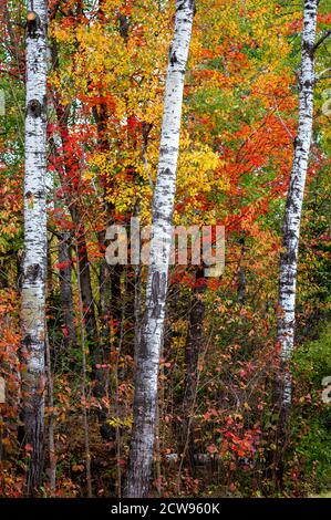 Three birch trees standing in the forest with brilliant fall foliage. Stock Photo