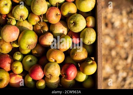Lots of rustic organic harvested apples in baskets in the afternoon sun Stock Photo