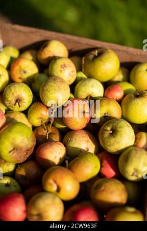 Lots of rustic organic harvested apples in baskets in the afternoon sun Stock Photo