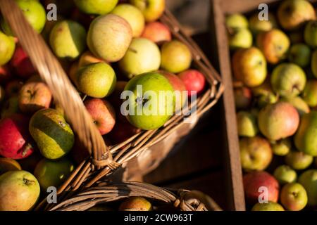 Lots of rustic organic harvested apples in baskets in the afternoon sun Stock Photo