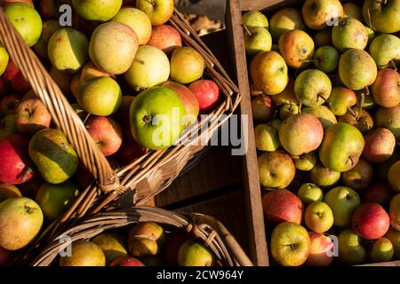 Lots of rustic organic harvested apples in baskets in the afternoon sun Stock Photo