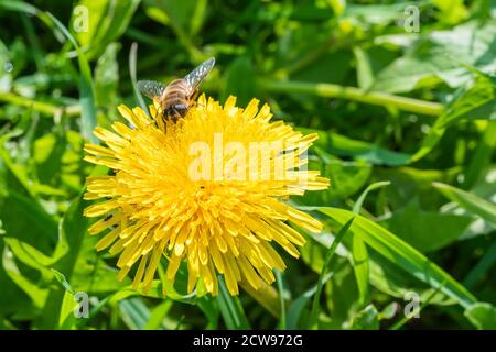 bee on the yellow dandelion flower on a green background of grass in the garden. High quality photo Stock Photo