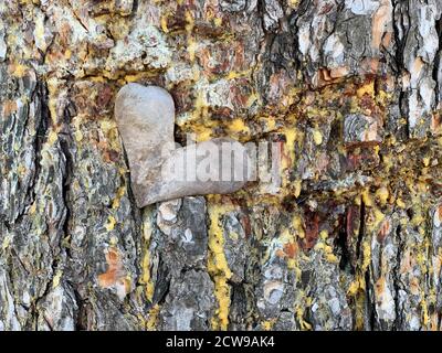 Dry heart shaped on resinous tree trunk. Dried heart-shaped leaf lies on a pine tree trunk. Wood resin. Rough colored woody texture.Natural background Stock Photo