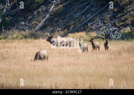A bull elk watches as 3 elk yearlings run and an elk cow grazes during the elk rut in Yellowstone National Park, USA. Stock Photo