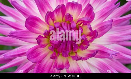 Cactus dahlias named ’Lady Lapita’. Double blooms, ray florets pointed, with majority revolute (rolled) over more than fifty percent of their longitud Stock Photo