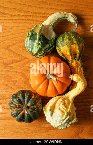 Mini pumpkins and gourds Stock Photo