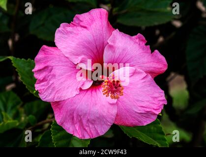 Seminole Pink Tropical Hibiscus Flowers Green Leaves Easter Island Chile.  Tropical hibiscus has many varieties. Stock Photo