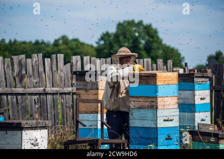 Beekeeper is working with bees and beehives on the apiary. Stock Photo