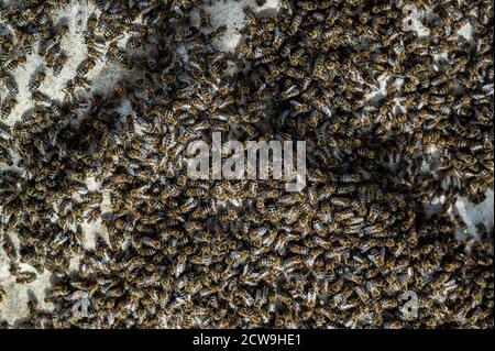 A swarm of bees crawling, macro shot. A colony of bees crawling on a white background. Beekeeping, small business, home apiary. Stock Photo