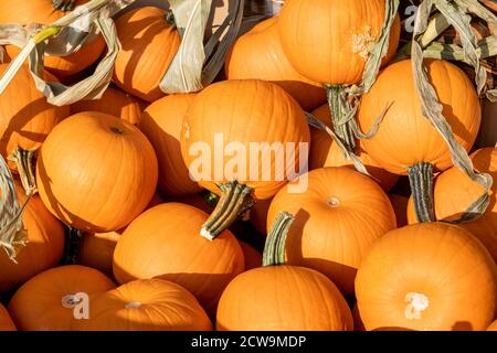 A full-frame view of a small orange pumpkins in an autumn display, ready for sale before Thanksgiving and Halloween fall holidays. Stock Photo