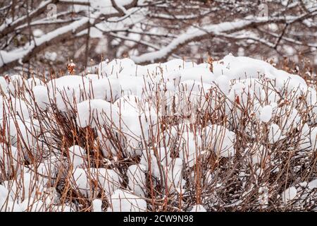 Thorny branches of trimmed bushes are covered with fresh snow. Copy space background Stock Photo