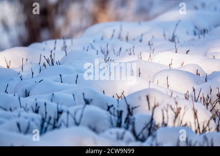 Thorny branches of trimmed bushes are covered with fresh snow. Copy space background Stock Photo