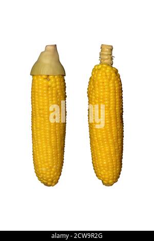 Boiled corn isolated on white background, clipping path Stock Photo