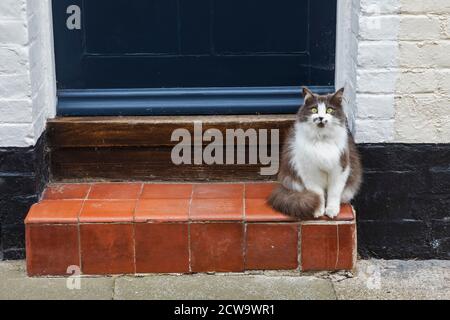 England, Kent, Deal, Cat Sitting on Doorstep and Looking at the Camera Stock Photo