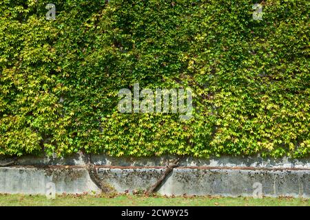 Ivy on a brick wall in Pau, France. Stock Photo