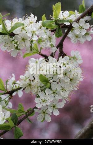 white blossom of mirabellen plum tree macro Stock Photo