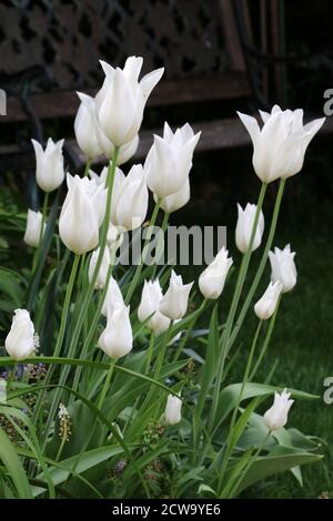 white tulips tulipa lily White Triumphator Stock Photo
