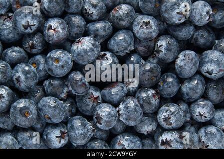 Organic blueberry background. Fresh Bilberries. Close-up background. Background from freshly picked blueberries Stock Photo