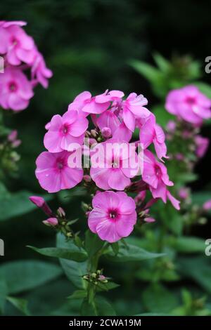 pink phlox paniculata in summer garden macro Stock Photo