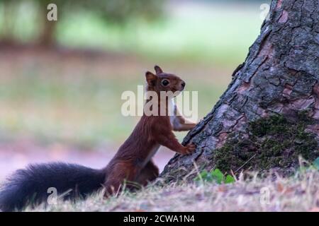 Red eurasian squirrel climbing on a tree in the sunshine searching for food like nuts and seeds in a forest attentive looking for predators and others Stock Photo
