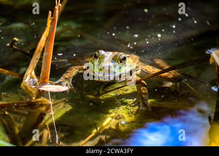 Frog in water in a park in Los Angeles Stock Photo
