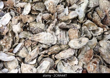 Discarded oyster shells on beach on Mersea Island, Essex Stock Photo
