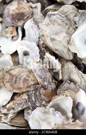 Discarded oyster shells on beach on Mersea Island, Essex Stock Photo