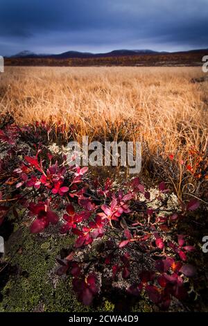 Beautiful autumn colors at Fokstumyra nature reserve, Dovre, Norway. The red plant in the foreground is mountain avens, Dryas octopetala. Stock Photo