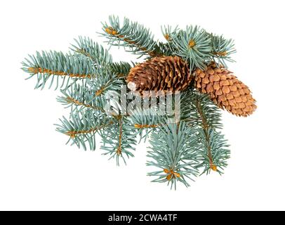 Fir tree branch with cones on white background. Christmas decoration. Pine cone on the branches of Christmas tree. Stock Photo