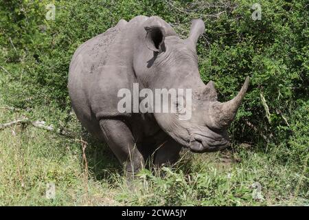 Closeup head portrait of an endangered southern white rhinoceros (Ceratotherium simum simum) in Kruger National Park, South Africa Stock Photo