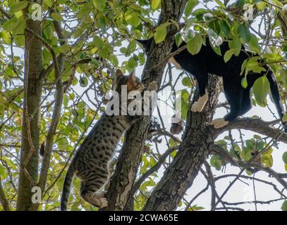Two kittens playing on a tree, Felis catus, Serbia, Europe Stock Photo