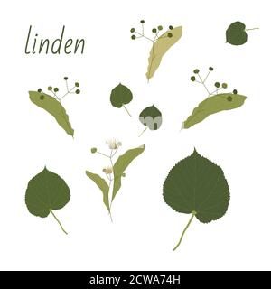 Set of Linden trees. Isolated elements. Leaves, flowers and buds of Linden. Vector lime tree Stock Vector