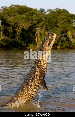 Spectacled Caiman, caiman crocodilus, Adult Jumping, Los Lianos in Venezuela Stock Photo