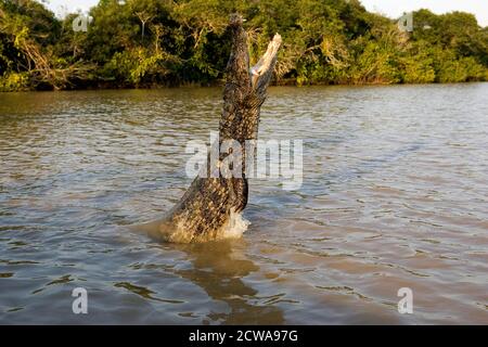 Spectacled Caiman, caiman crocodilus, Adult Jumping, Los Lianos in Venezuela Stock Photo