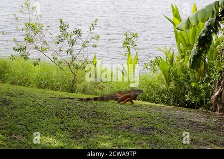 Green Iguana (Iguana Iguana), Photographed at Fort Lauderdale Florida, United States of America Stock Photo