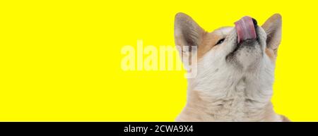 close up of a cute akita inu dog with brown fur looking up and licking nose happy on yellow studio background Stock Photo