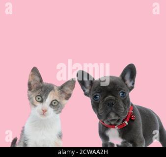 team of metis cat and french bulldog wearing red collar on pink background Stock Photo