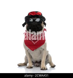 Upset pug wearing red bandana, sunglasses and a black hat decorated with flowers while sitting on white studio background Stock Photo