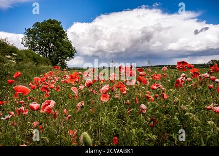 A small cluster of poppies on the edge of a field near Welford village, Northamptonshire, England Stock Photo