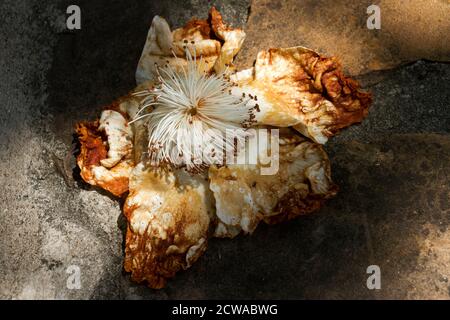 The huge white flower of the Baobab opens for one night only and is shed the next day. The flowers are rich in nectar and have a strong scent Stock Photo